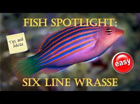 5 great reasons to add a six line wrasse (2 reasons .